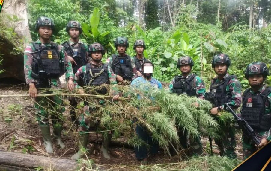 Ladang Ganja 400 Meter Persegi Ditemukan Satgas Pamtas Papua Kondisi Siap Panen 6808