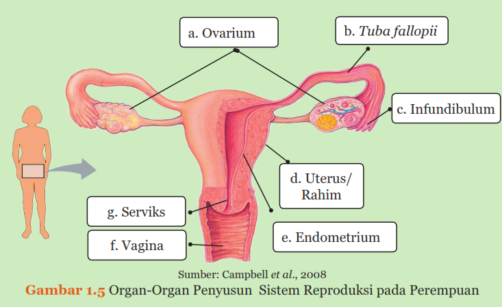 Organ-Organ Penyusun Sistem Reproduksi pada Perempuan