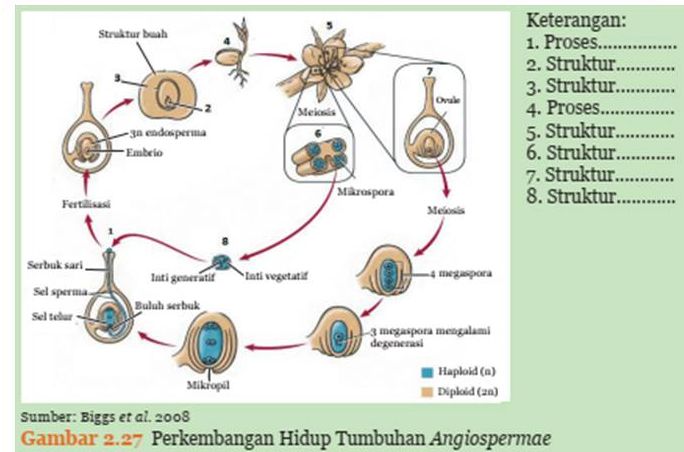 Kunci jawaban IPA kelas 9 SMP/MTs halaman 77 dan 78, Ayo Kita Selesaikan, tahapan perkembangan hidup tumbuhan angiospermae, Kurikulum 2013.