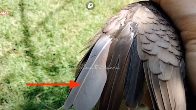 Berikut ini ciri dari burung perkutut katuranggan Talang Mas yang unik dan langka. Burung perkutut ini dipercaya mendatangkan rezeki.