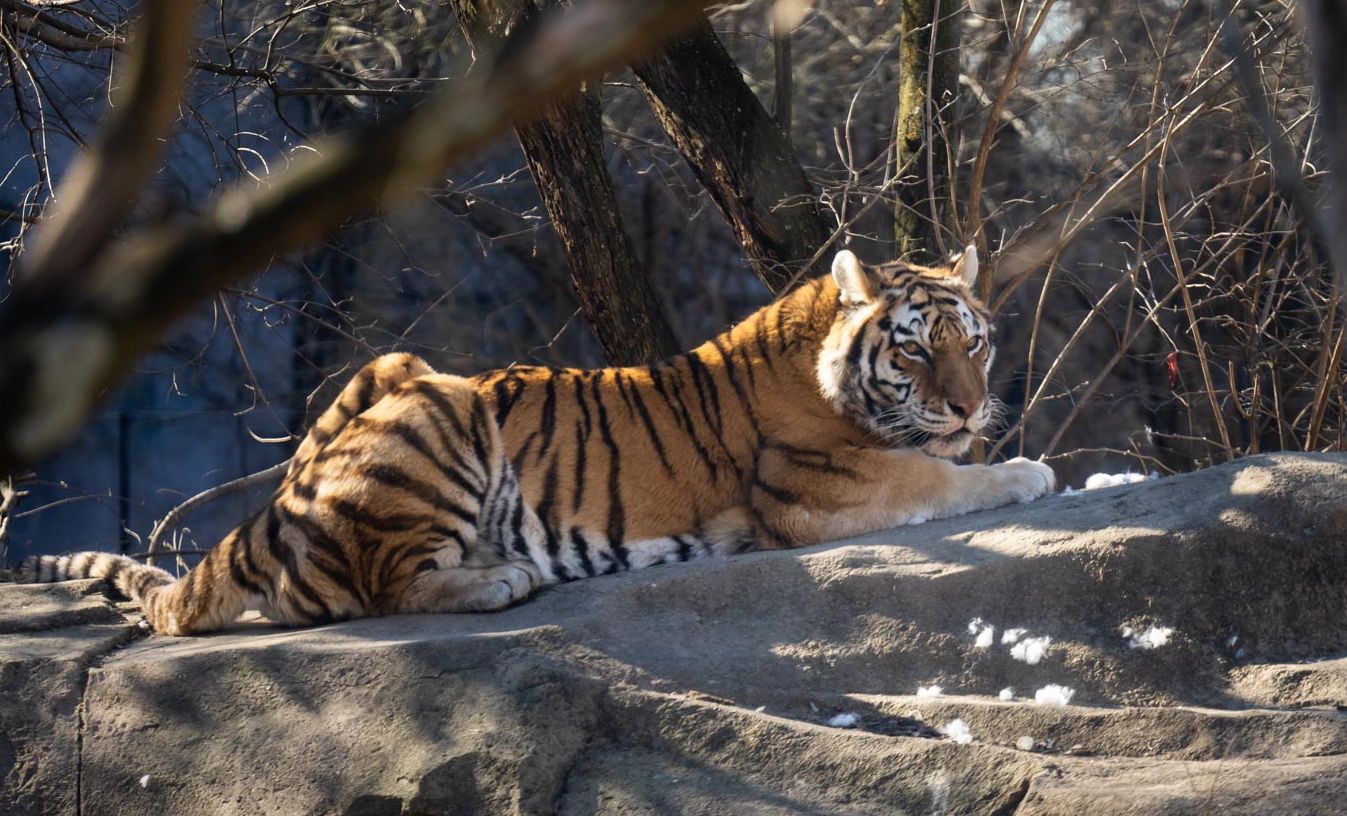 Mara, harimau Amur yang berusia 16 tahun.