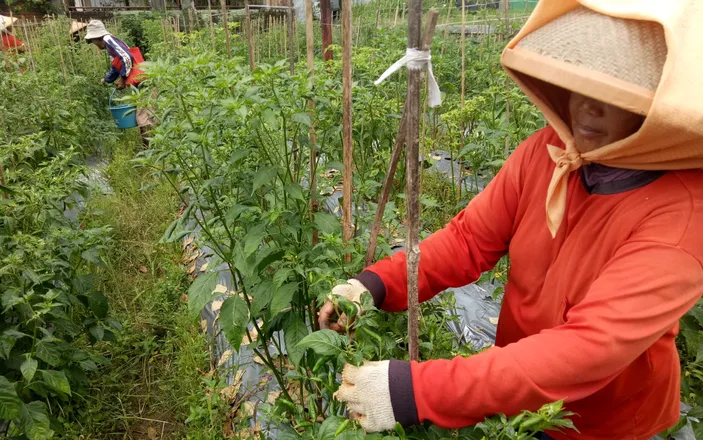 Harga Cabai Rawit di Majalengka Melonjak di Tingkat Petani, Sentuh Rp45.000 per Kilogram