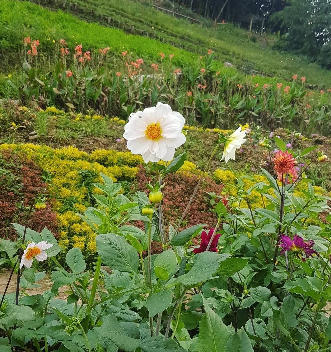 Kutabawa Flower Garden
