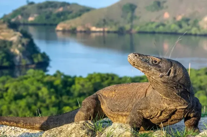 Taman Nasional Komodo: Bertemu Sang Naga Purba - Padang Raya News