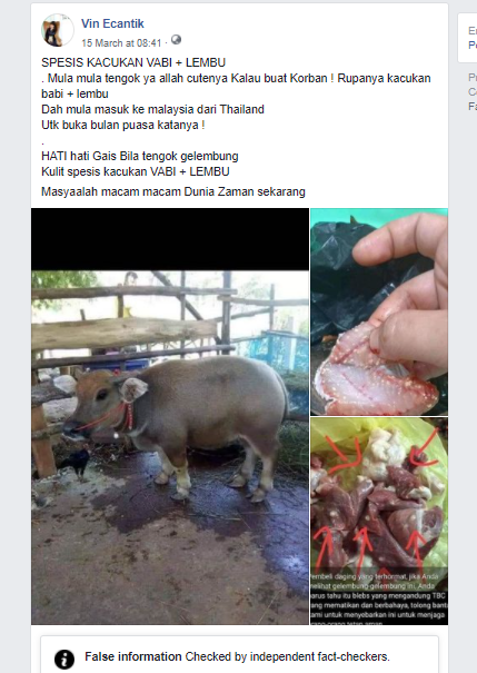 Foto klaim hewan hasil kawin silang antara lembu (sapi) dengan babi.  (HOAX)/ Facebook @Vin Ecantik