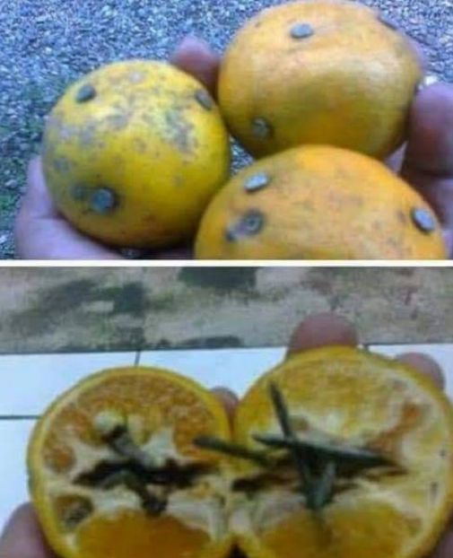 Inilah jeruk yang sudah ditanami paku di dalamnya dan disebarkan di jalan. 
