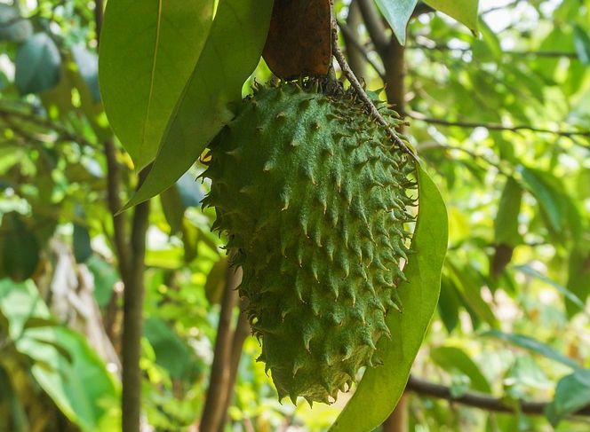 Manfaat Buah Sirsak Nangka Belanda  yang Mampu Redakan 