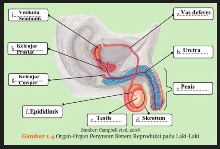 Gambar 1.4 Organ-Organ Penyusun Sistem Reproduksi pada Laki-Laki