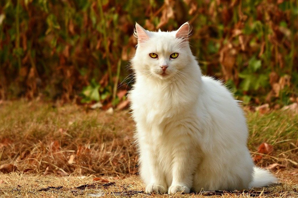 Arti Mimpi Melihat Kucing Menurut Primbon Jawa, Psikologi ...
