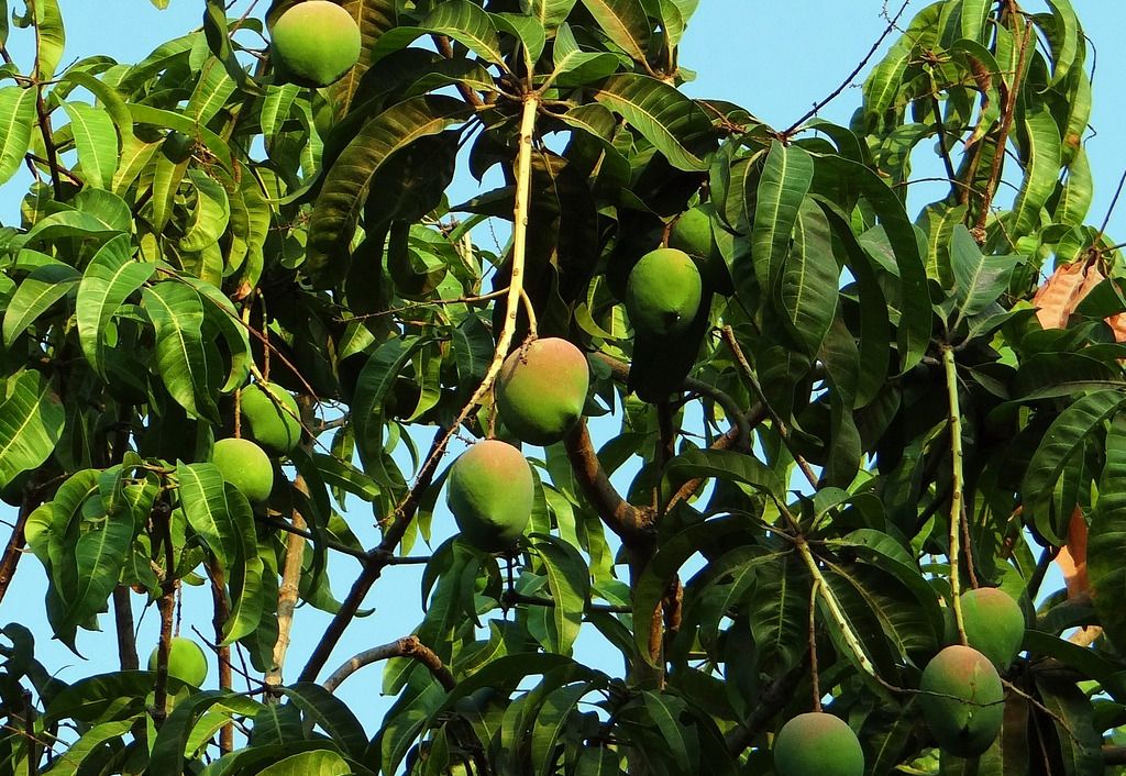 Mangga Apel dengan daging buah tebal, rasa manis dan sedikit asam, tekstur renyah, bentuk buah mirip apel.