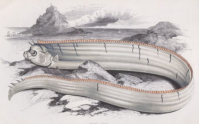 Ilustrasi Oarfish, ikan yang disebut sebagai pertanda datangnya gempa dan tsunami.