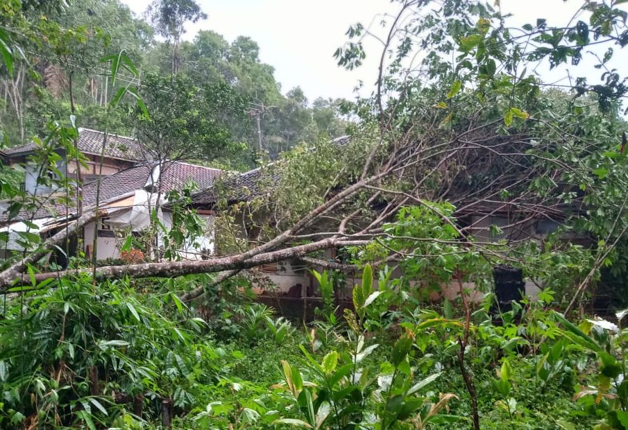 Pohon tumbang dan rumah rusak akibat diterjang hujan es dan angin puting beliung