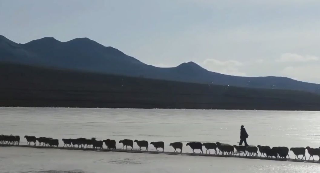 Ribuan domba menyeberangi danau Puma Yumco