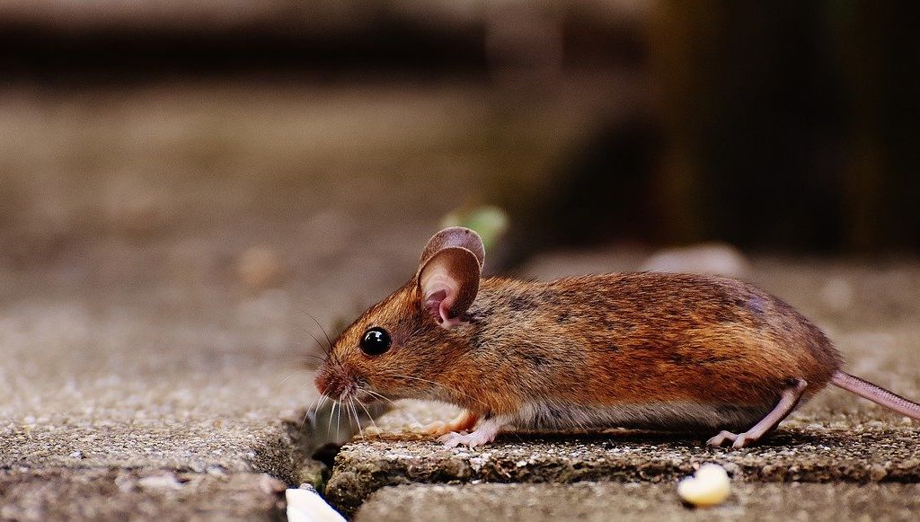 Ilustrasi seekor tikus.