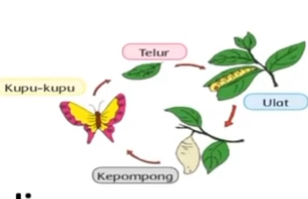 perubahan metamorfisis kupu-kupu kunci jawaban UTS PTS Kelas 3 Tema 1