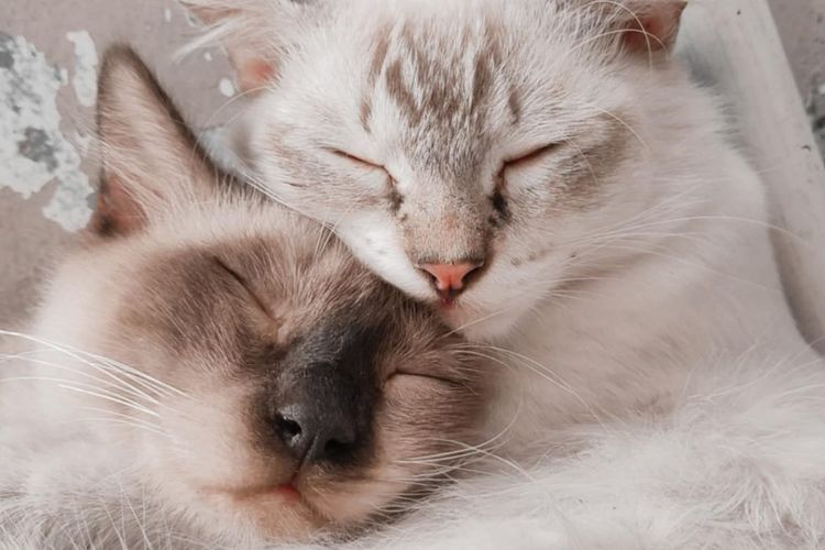 Empat Tips Menjaga Bulu Kucing Tetap Putih dan Bersih