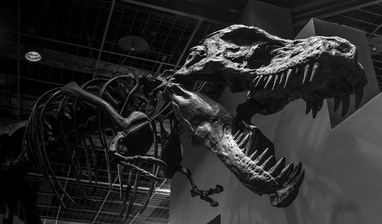 Fossil dinosaurus sudah banyak ditemukan 