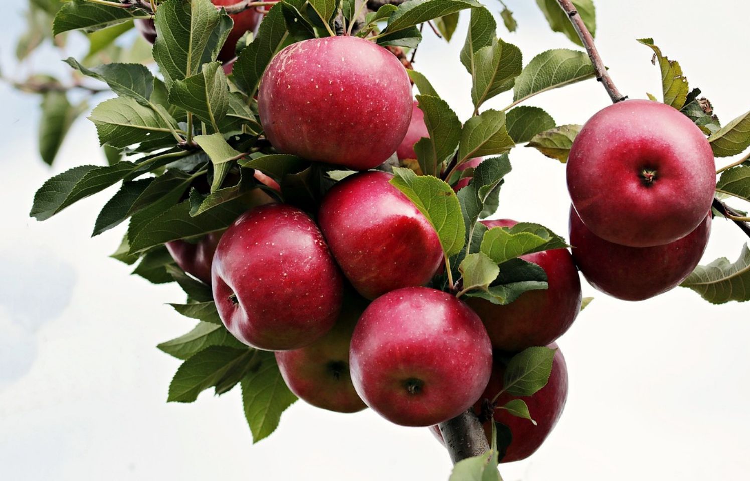 Empat manfaat cuka apel untuk kesehatan kulit wajah.