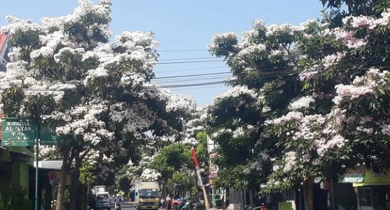 Khofifah Ajak Masyarakat Nikmati Suasana Jalan di Jawa Timur ala Negeri Sakura