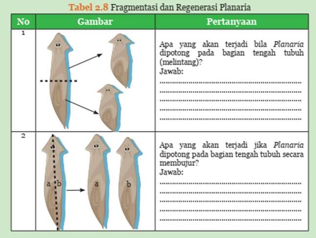 Inilah kunci jawaban IPA kelas 9 SMP MTs halaman 92, 93, 94, Tabel 2.8 Fragmentasi dan Regenerasi Planaria, kurikulum 2013.