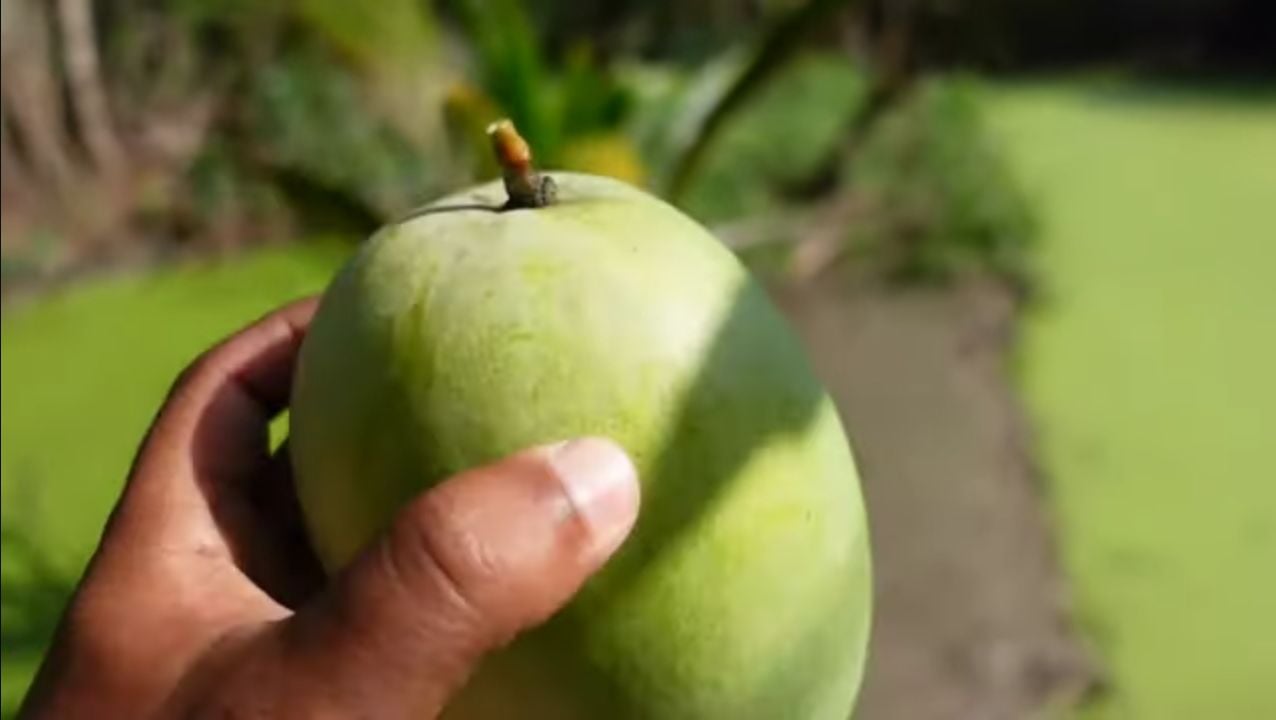 Kandungan dalam buah mangga merupakan nutrisi yang baik untuk menjaga kesehatan tubuh/