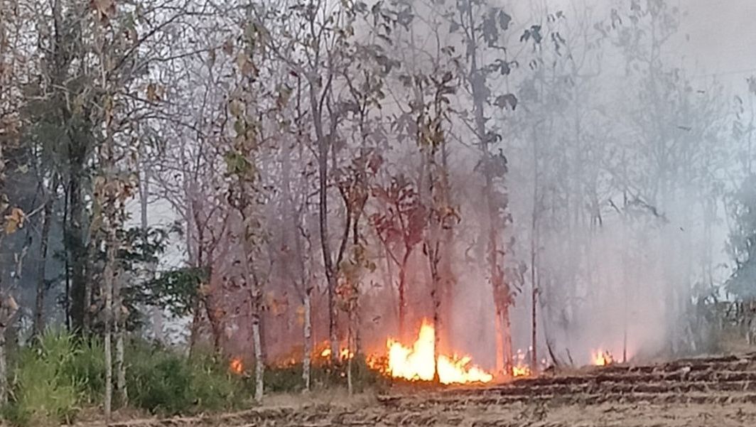 Api yang membakar lahan jati di Kelurahan Sukowinangun, Magetan, Kamis Sore