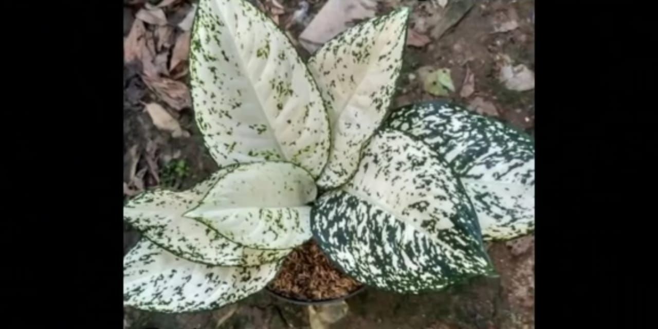 aglonema big leaf atau kipas raja