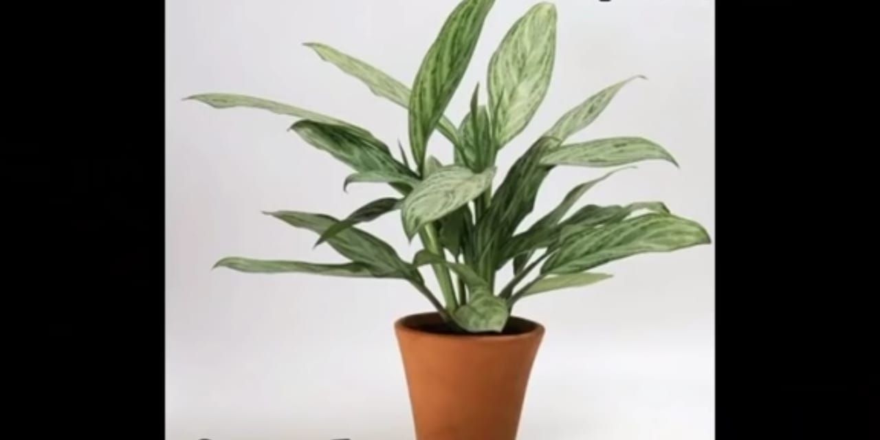 Aglonema Chinese Evergreen