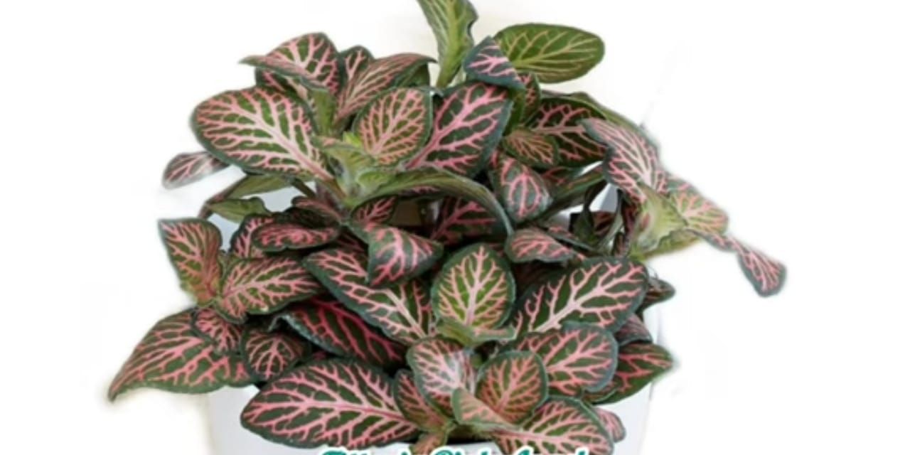  Fittonia Pink Angel 