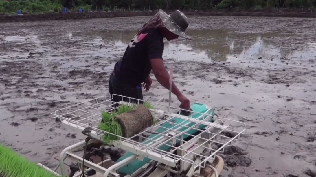 Gaji Petani Di Brunei Darussalam Bikin Kaget Mengalahkan Orang Yang Bekerja Di Restoran Jurnal Soreang