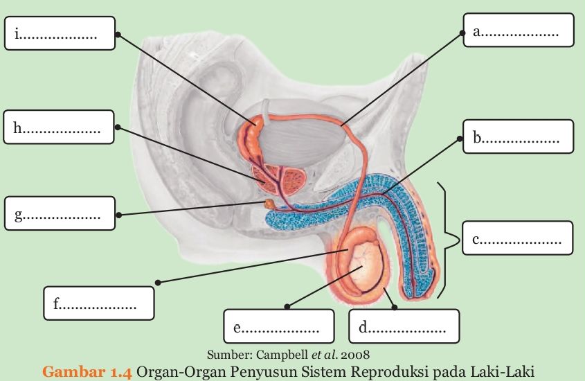 Apa Saja Organ Reproduksi Pada Laki-laki, Kunci Jawaban IPA Kelas 9 Halaman 8