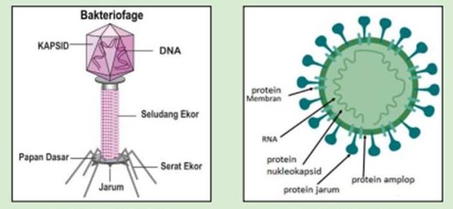 Inilah pembahasan soal IPA kelas 10 SMA MA halaman 35, aktivitas 2.1 virus Bakteriofage dan virus Corona, kurikulum merdeka.
