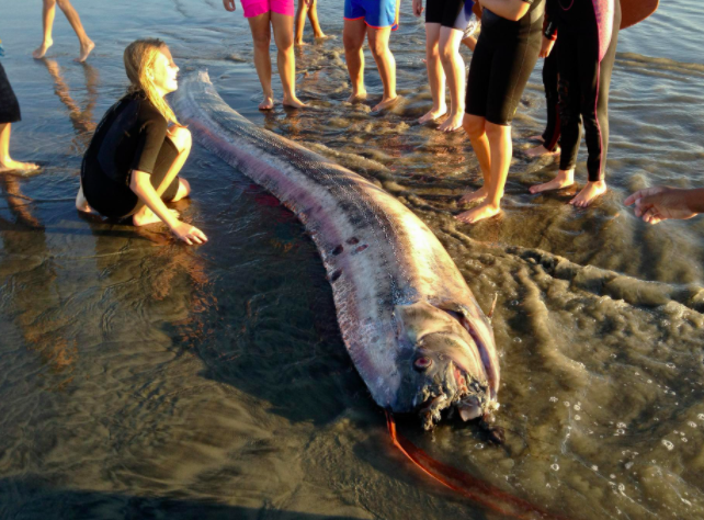Seekor Oarfish yang disebut-sebut sebagai makhluk laut dalam terdampar di pantai California, 18 Oktober 2013 silam.