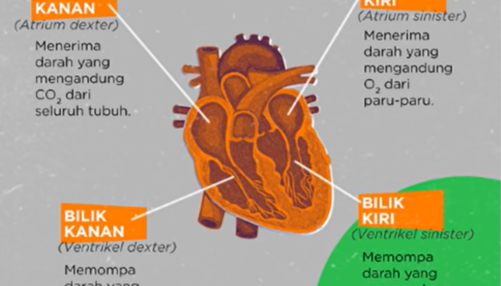 Arteri pulmonalis mengandung