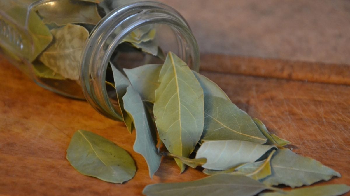 Bukan Sekadar Penyedap Masakan Ternyata Daun Salam Kaya Manfaat Bagi