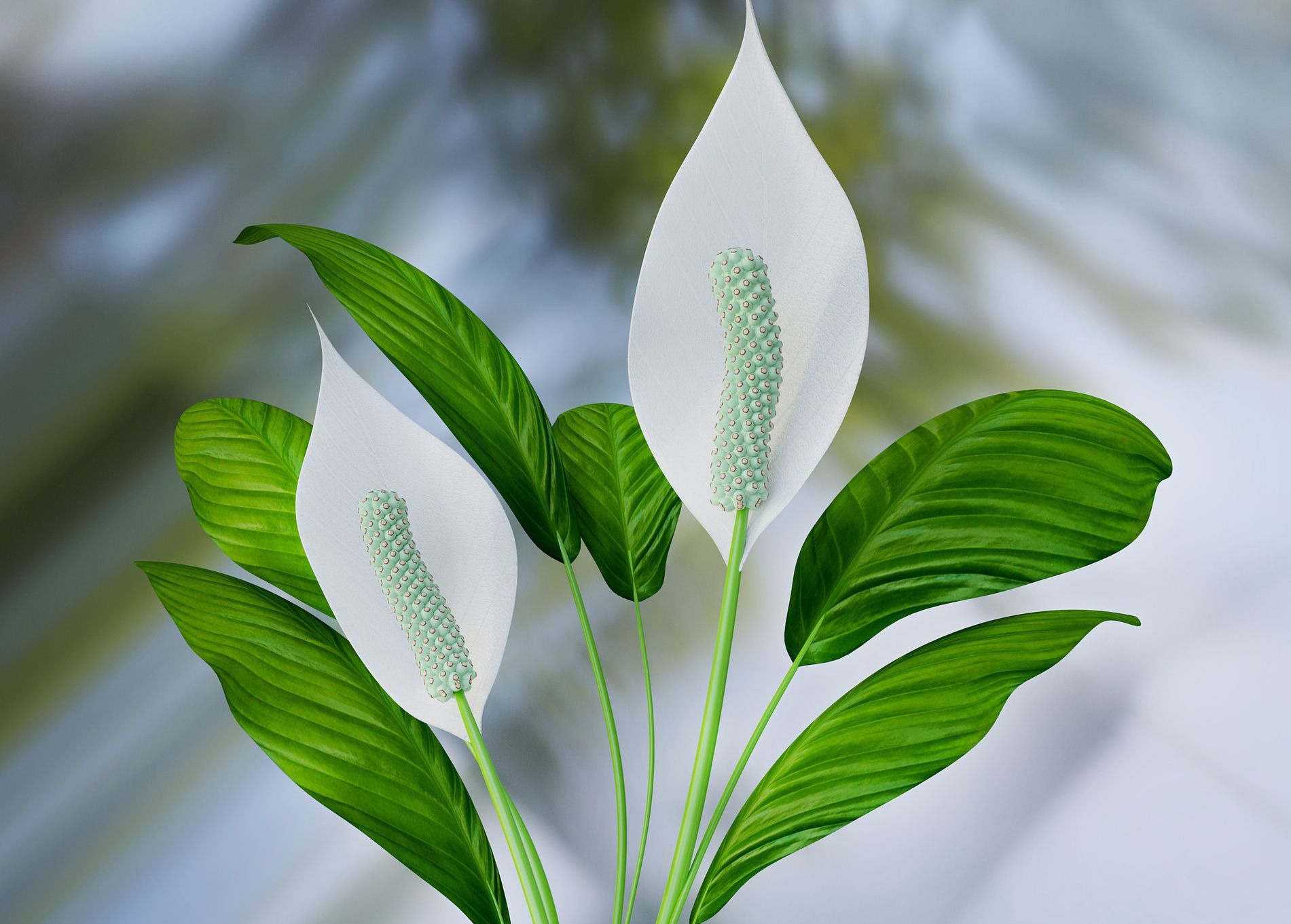 Peace Lily, salah satu tanaman hias yang paling sulit dirawat.