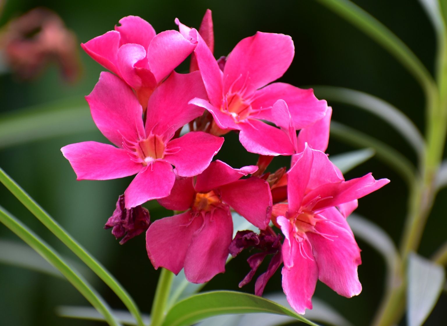 Featured image of post Gambar Tanaman Hias Bunga Kamboja Tanaman hias bunga merupakan yang paling popuer dikalangan masyarakat karena yang namanya bunga pada tanaman sangat identik sekali untuk dijadikan hiasan