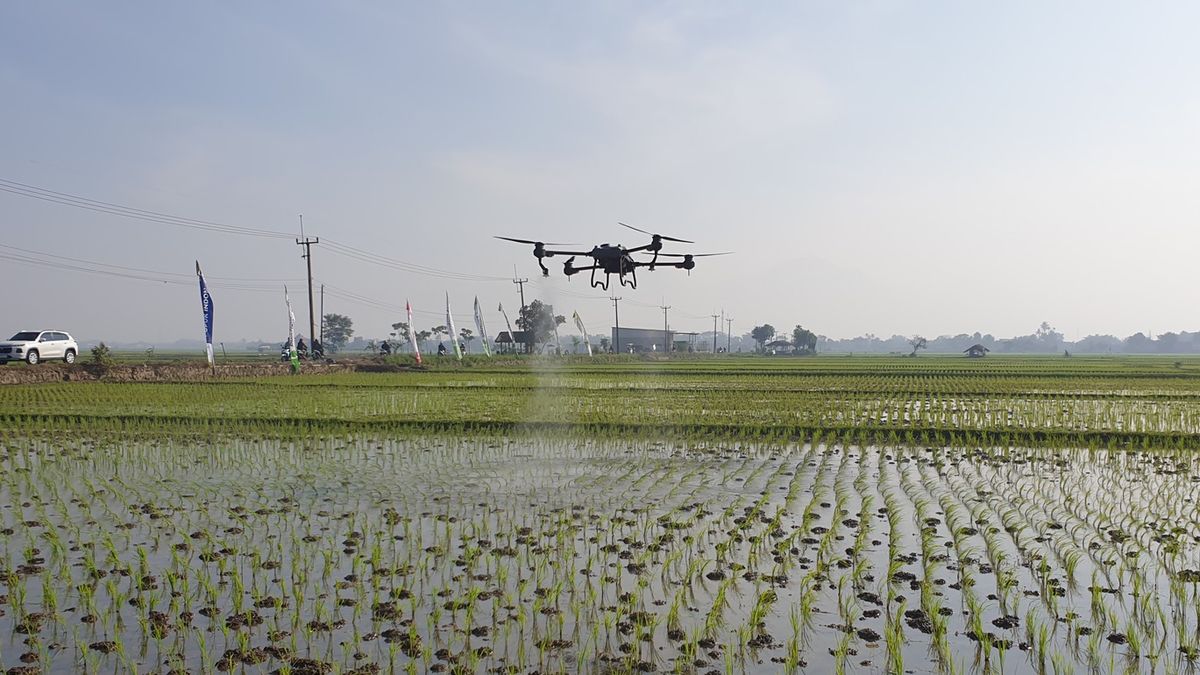 Drone Penebar Pupuk di Sawah Ciparay Bandung, Memudahkan dan Menarik Minat Generasi Muda