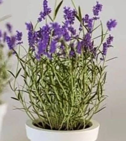 Tanaman hias lavender