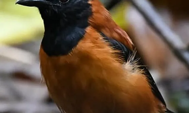 Indonesia Punya Burung Beracun Pertama di Dunia, Jika Digigit Efeknya Luar Biasa