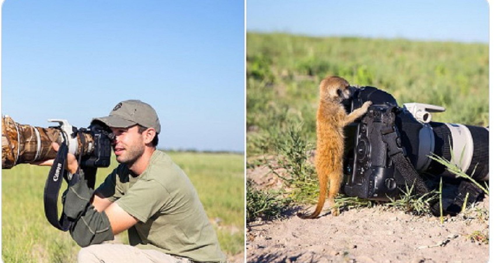  Fotografer Inggris Will Burrard Lucas, terlihat dekat dengan meerkat.