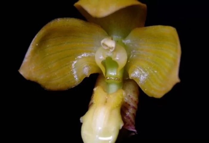 Bulbophyllum acehense