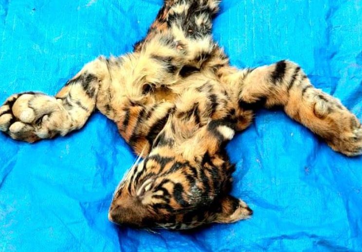 Penjual Kulit  Harimau  Sumatera Diringkus Selembar Kulit  