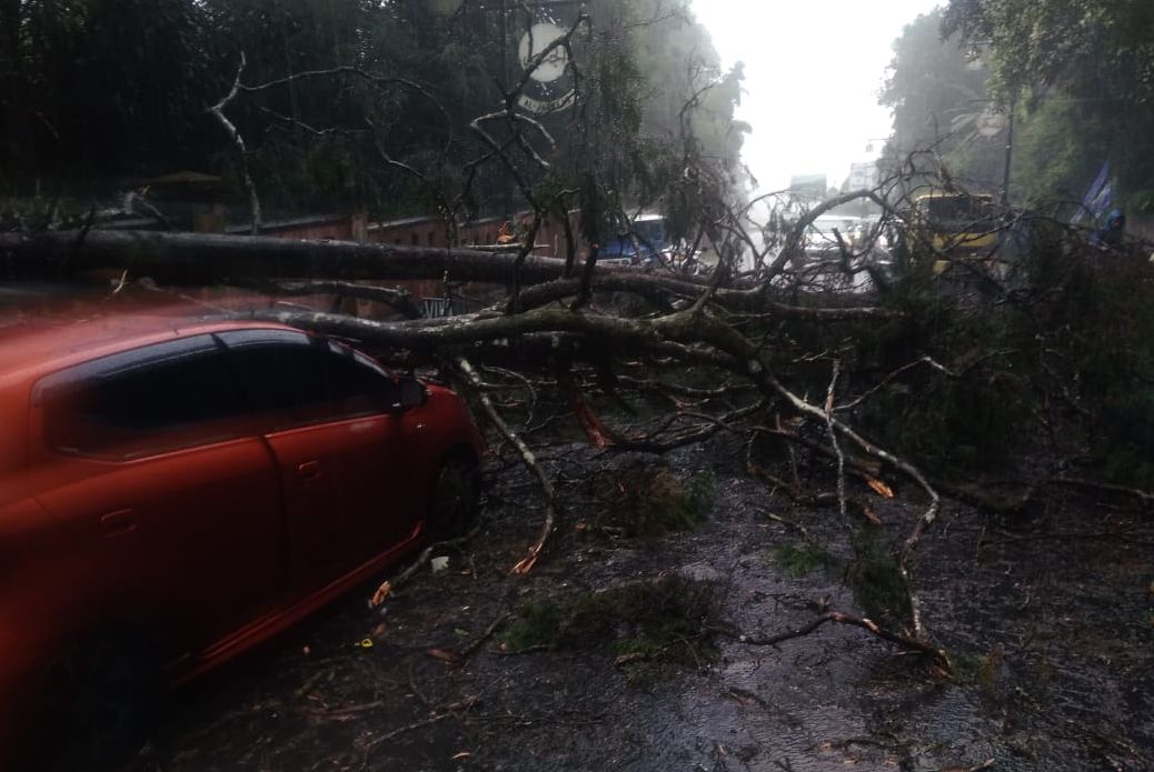Pohon diperkirakan ratusan tahun tumbang di Jalan Raya Puncak Cipanas Cianjur. Selain menghambat arus lalu lintas, satu mobil ringsek Tertimpa pohon
