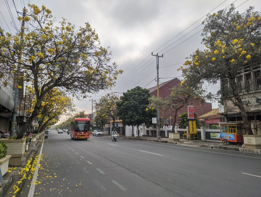 Bus Trans Banyumas melintas dekat bunga tabebuya/ Galih Prabashinta-Portal Purwokerto