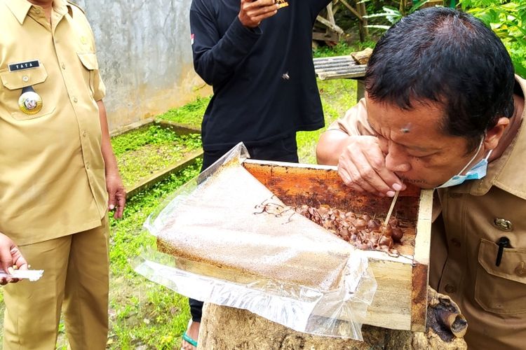 Wisata Unik Di Ciamis Sedot Madu Langsung Dari Sarang Dikelilingi Lebah