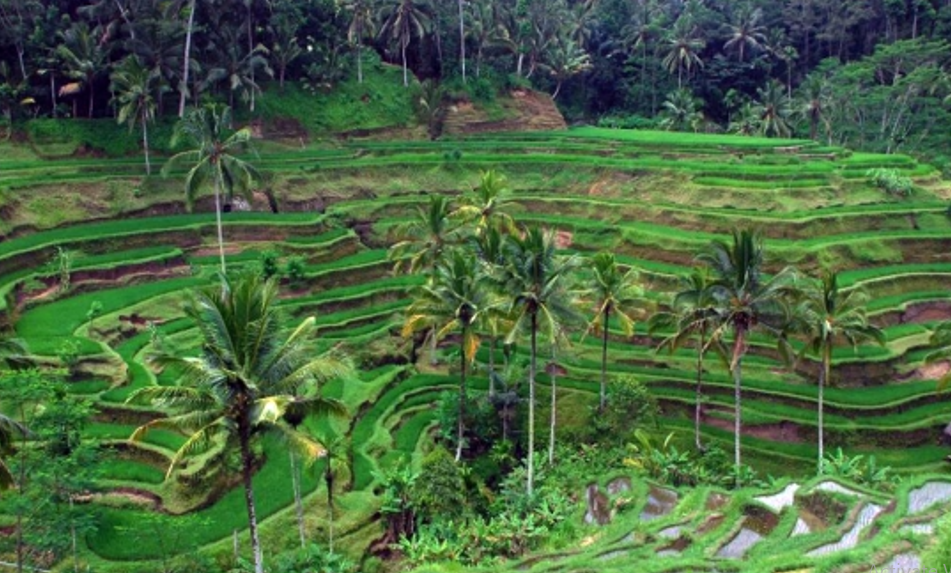 Pesona obkjek wisata Ceking Rice Terrace atau persawahan terasiring hijau di Desa Ceking Tegalalang, Gianyar.