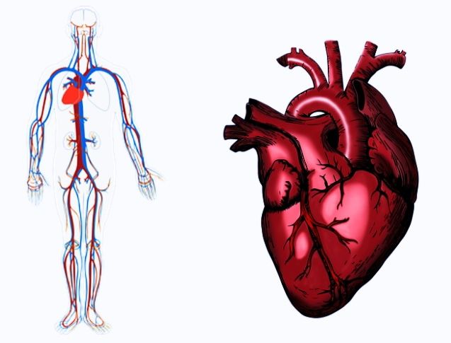 Kardiovaskular apakah penyakit Apakah Maksud