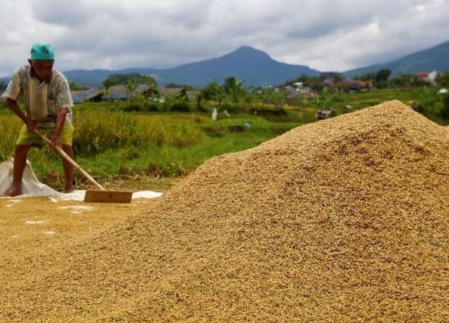 Seorang petani tengah menjemur gabah hasil panennya. Pemerintah Kabupaten Bandung memberikan jaminan kepada petani melalui program Kartu Tani Sibedas.