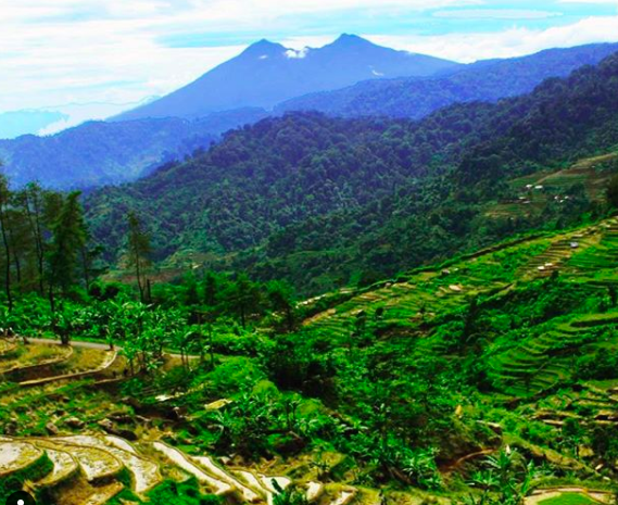 Terasering persawahan di Desa Wisata Malasari, Nanggung, Kabupaten Bogor